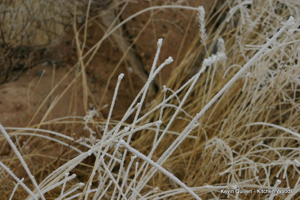 Frosted Grass - #2